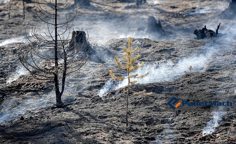 forests have been destroyed by fires in Sweden